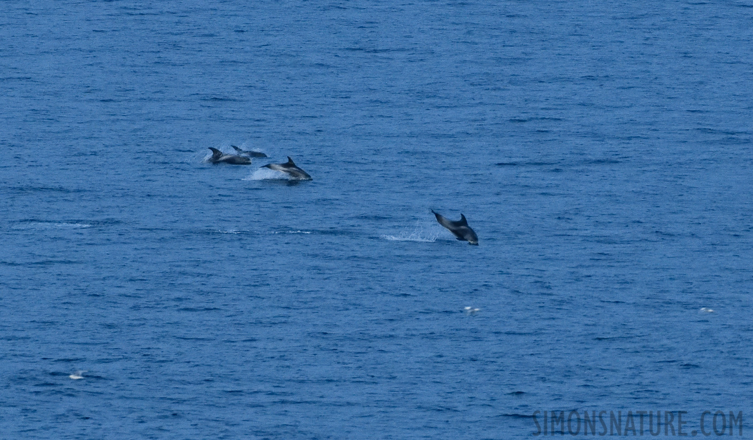 Lagenorhynchus albirostris [400 mm, 1/200 sec at f / 8.0, ISO 4000]